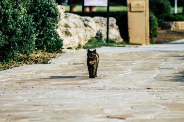 Paphos Kıbrıs Rum Kesimi 06 Mart 2020 Paphos sokaklarında yaşayan terk edilmiş evcil kedi manzarası
