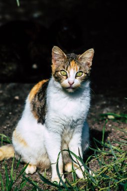 Paphos Kıbrıs Rum Kesimi 06 Mart 2020 Paphos sokaklarında yaşayan terk edilmiş evcil kedi manzarası