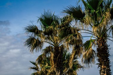 Kıbrıs 'ta Paphos sokaklarında büyüyen bir palmiye ağacının manzarası