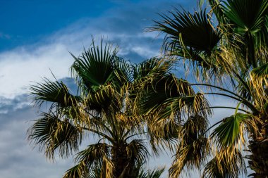 Kıbrıs 'ta Paphos sokaklarında büyüyen bir palmiye ağacının manzarası