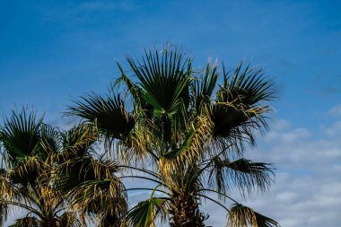 Kıbrıs 'ta Paphos sokaklarında büyüyen bir palmiye ağacının manzarası