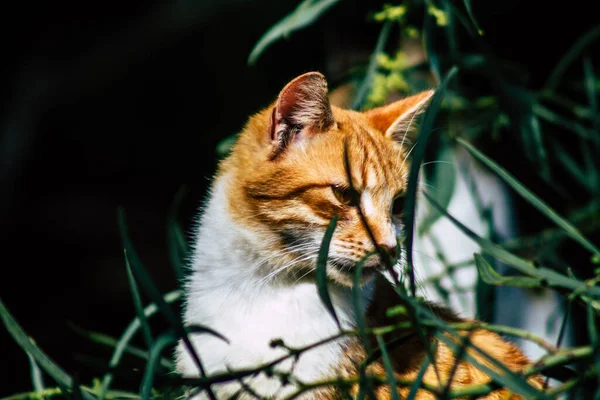 Paphos Ciprus Március 2020 View Abandoned Domestic Cat Living Streets — Stock Fotó