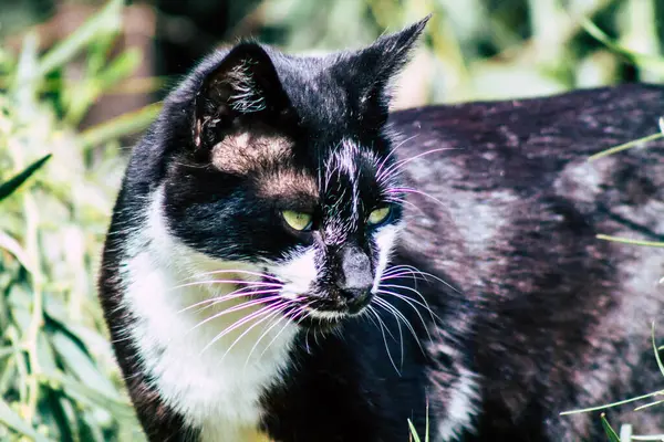 Paphos Ciprus Március 2020 View Abandoned Domestic Cat Living Streets — Stock Fotó