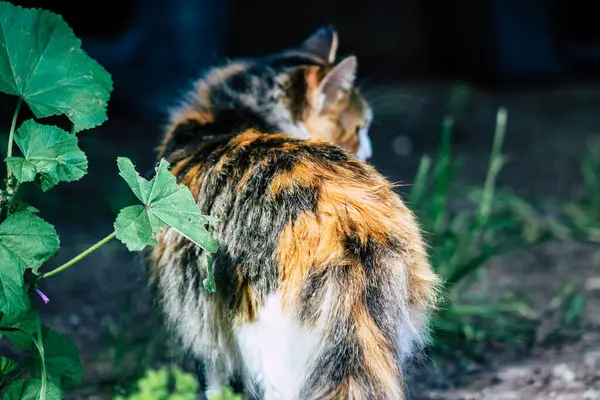 Paphos Zypern März 2020 Blick Auf Ausgesetzte Hauskatzen Die Den — Stockfoto