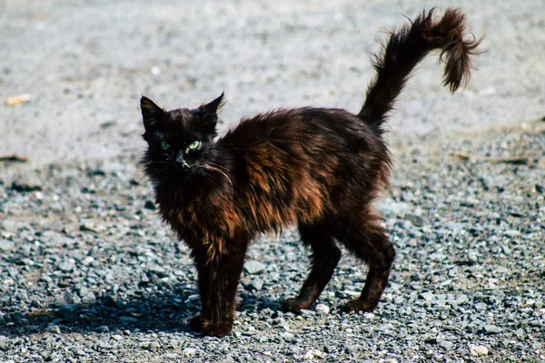 Paphos Chypre Mars 2020 Vue Chat Domestique Abandonné Vivant Dans — Photo