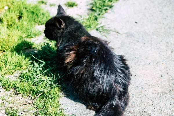 Paphos Chypre Mars 2020 Vue Chat Domestique Abandonné Vivant Dans — Photo