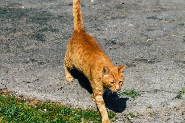 Paphos Chipre Marzo 2020 Vista Gato Doméstico Abandonado Viviendo Las — Foto de Stock