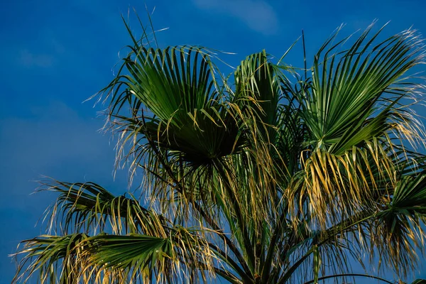 Blick Auf Eine Palme Die Den Straßen Von Paphos Auf — Stockfoto