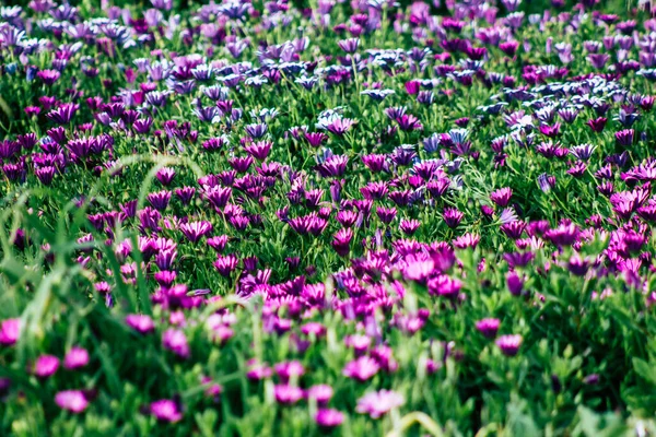 Vista Várias Flores Que Crescem Nas Ruas Paphos Chipre — Fotografia de Stock