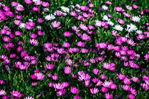 Vista Várias Flores Que Crescem Nas Ruas Paphos Chipre — Fotografia de Stock