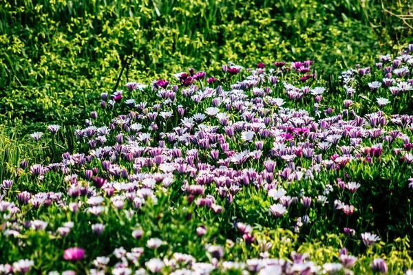 มมองของดอกไม บโตในถนนของปาโฟสในไซปร — ภาพถ่ายสต็อก