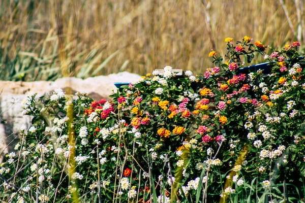 Vista Varias Flores Que Crecen Las Calles Paphos Chipre — Foto de Stock