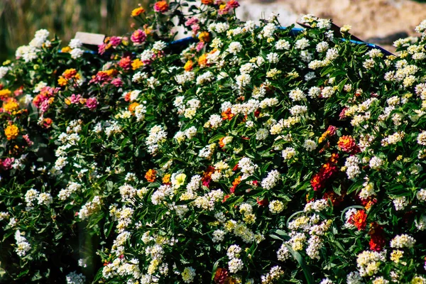 Vista Varias Flores Que Crecen Las Calles Paphos Chipre — Foto de Stock