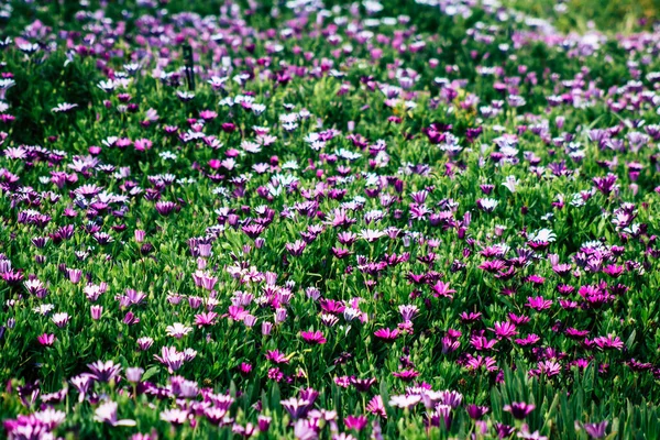 Vista Várias Flores Que Crescem Nas Ruas Paphos Chipre — Fotografia de Stock