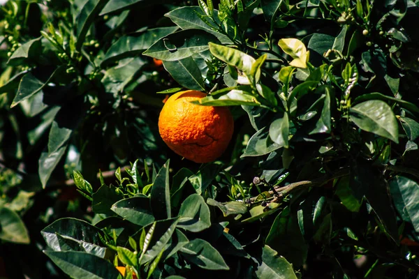 Προβολή Των Διαφόρων Πορτοκαλιών Που Αναπτύσσονται Στους Δρόμους Της Πάφου — Φωτογραφία Αρχείου