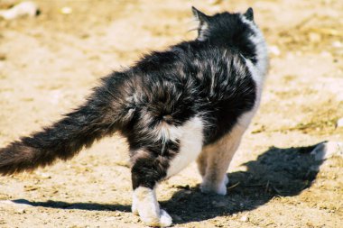 Paphos Kıbrıs Rum Kesimi 08 Mart 2020 Paphos sokaklarında yaşayan terk edilmiş evcil kedi manzarası