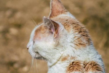 Paphos Kıbrıs Rum Kesimi 08 Mart 2020 Paphos sokaklarında yaşayan terk edilmiş evcil kedi manzarası
