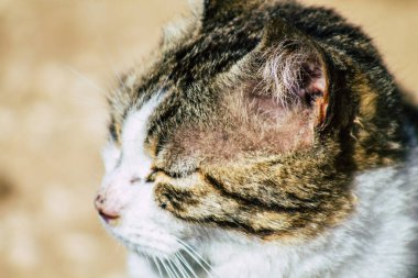 Paphos Kıbrıs Rum Kesimi 08 Mart 2020 Paphos sokaklarında yaşayan terk edilmiş evcil kedi manzarası