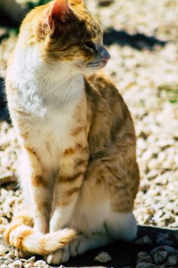 Paphos Kıbrıs Rum Kesimi 08 Mart 2020 Paphos sokaklarında yaşayan terk edilmiş evcil kedi manzarası