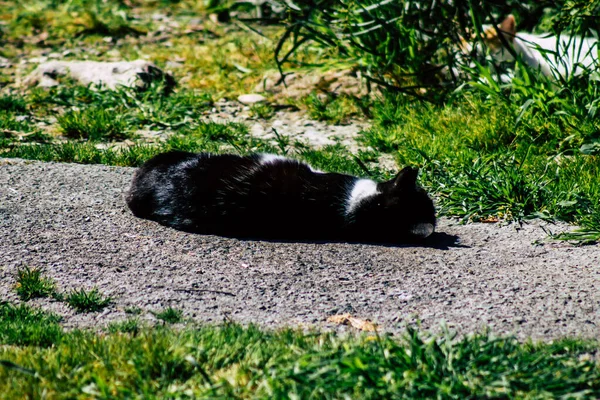 파포스 키프로스 2020 파포스의 거리에 버려진 고양이의 — 스톡 사진