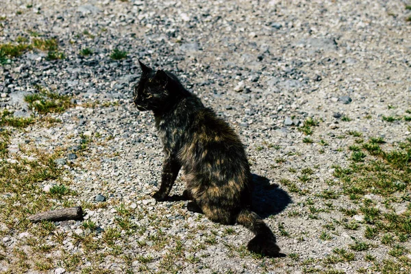 Paphos Zypern März 2020 Blick Auf Ausgesetzte Hauskatzen Die Den — Stockfoto