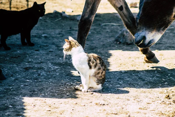 Paphos Chipre Março 2020 Vista Gato Doméstico Abandonado Que Vive — Fotografia de Stock