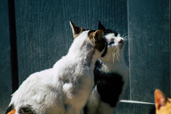 Paphos Chipre Março 2020 Vista Gato Doméstico Abandonado Que Vive — Fotografia de Stock