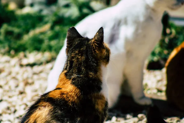 Paphos Kypr Března 2020 Pohled Opuštěnou Domácí Kočku Žijící Ulicích — Stock fotografie