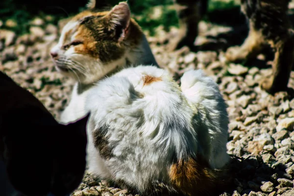 Paphos Kypr Března 2020 Pohled Opuštěnou Domácí Kočku Žijící Ulicích — Stock fotografie
