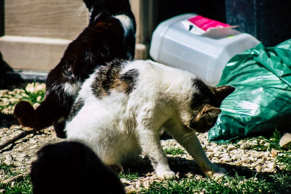 Paphos Chipre Marzo 2020 Vista Gato Doméstico Abandonado Viviendo Las — Foto de Stock