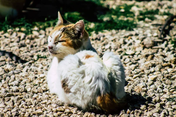 Paphos Chipre Março 2020 Vista Gato Doméstico Abandonado Que Vive — Fotografia de Stock