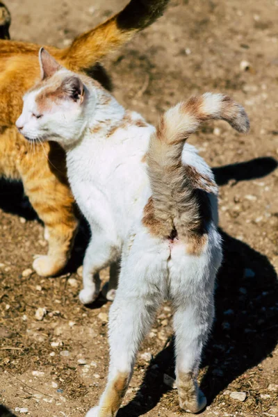 Πάφος Κύπρος March 2020 Άποψη Εγκαταλελειμμένης Οικιακής Γάτας Που Ζει — Φωτογραφία Αρχείου