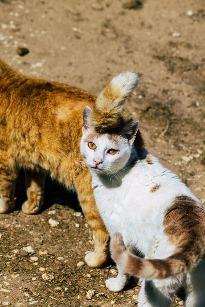 Paphos Chipre Março 2020 Vista Gato Doméstico Abandonado Que Vive — Fotografia de Stock