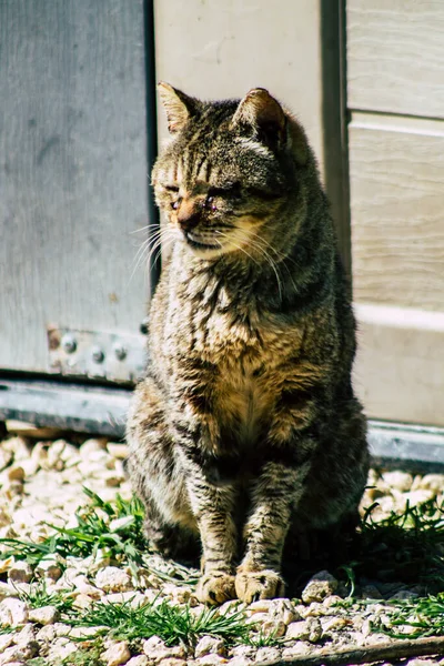 Paphos Ciprus Március 2020 View Abandoned Domestic Cat Living Streets — Stock Fotó