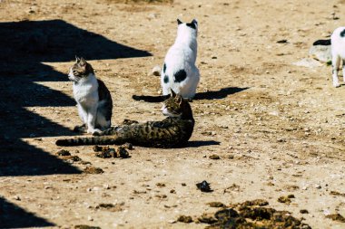 Paphos Kıbrıs Rum Kesimi 08 Mart 2020 Paphos sokaklarında yaşayan terk edilmiş evcil kedi manzarası