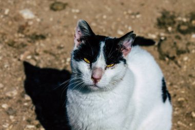 Paphos Kıbrıs Rum Kesimi 08 Mart 2020 Paphos sokaklarında yaşayan terk edilmiş evcil kedi manzarası