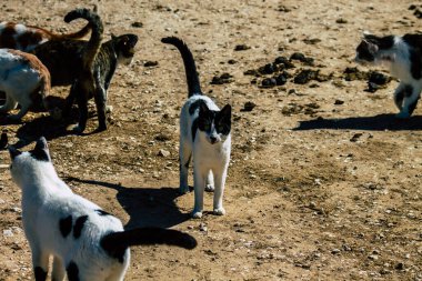 Paphos Kıbrıs Rum Kesimi 08 Mart 2020 Paphos sokaklarında yaşayan terk edilmiş evcil kedi manzarası