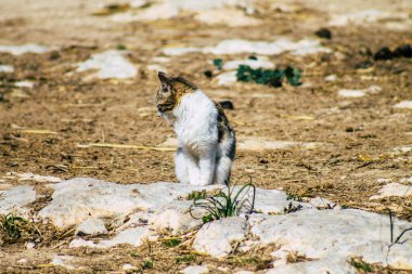 Paphos Kıbrıs Rum Kesimi 08 Mart 2020 Paphos sokaklarında yaşayan terk edilmiş evcil kedi manzarası