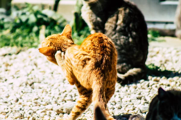 Paphos Kypros Maaliskuu 2020 Näkymä Hylätty Kotimainen Kissa Asuu Kaduilla — kuvapankkivalokuva