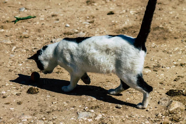 Paphos Chipre Março 2020 Vista Gato Doméstico Abandonado Que Vive — Fotografia de Stock