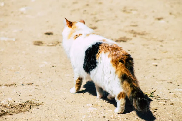 Paphos Cyprus March 2020 View Abandoned Domestic Cat Living Streets — Stock Photo, Image