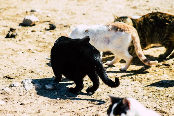 Paphos Cyprus March 2020 View Abandoned Domestic Cat Living Streets — 图库照片