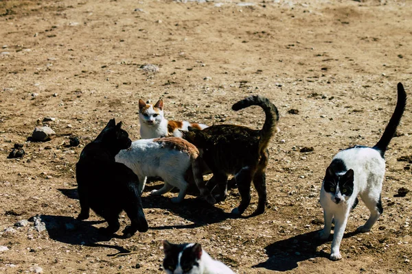 Paphos Chipre Março 2020 Vista Gato Doméstico Abandonado Que Vive — Fotografia de Stock