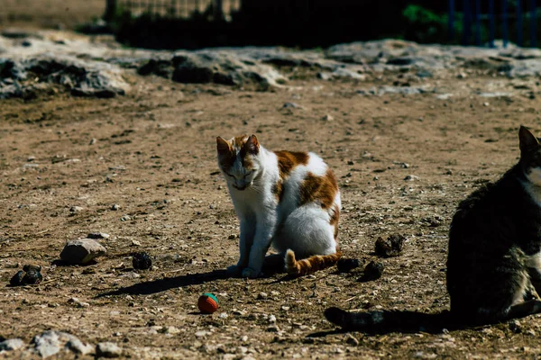 Paphos Cyprus March 2020 View Abandoned Domestic Cat Living Streets — 图库照片