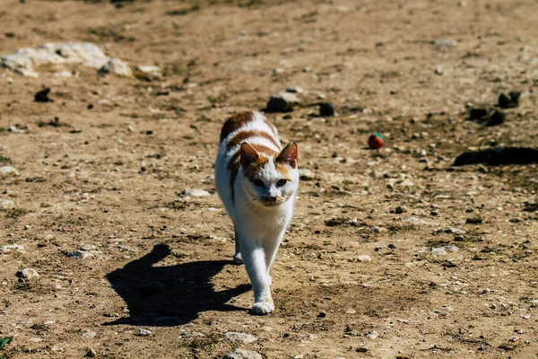 Paphos Chypre Mars 2020 Vue Chat Domestique Abandonné Vivant Dans — Photo