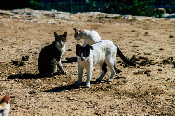 Paphos Cyprus March 2020 View Abandoned Domestic Cat Living Streets — 图库照片