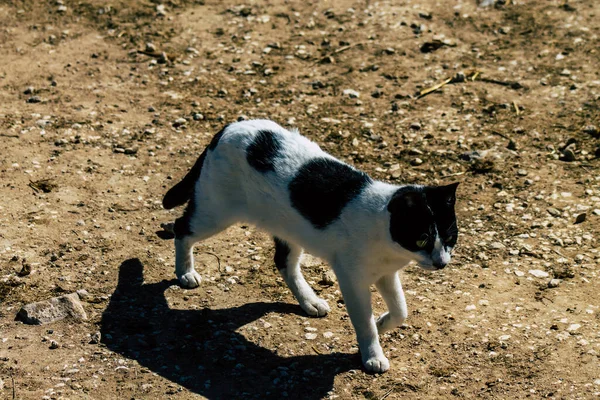 Paphos Cipro Marzo 2020 Veduta Del Gatto Domestico Abbandonato Che — Foto Stock