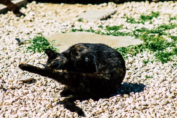 Paphos Ciprus Március 2020 View Abandoned Domestic Cat Living Streets — Stock Fotó