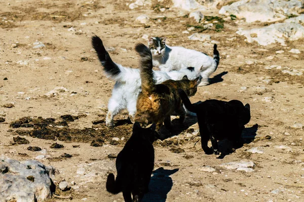 Paphos Chipre Março 2020 Vista Gato Doméstico Abandonado Que Vive — Fotografia de Stock