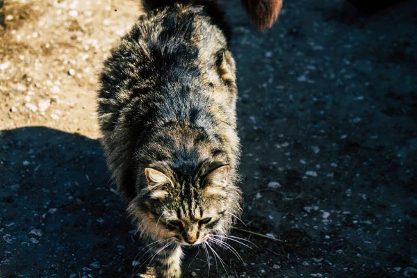 Paphos Ciprus Március 2020 View Abandoned Domestic Cat Living Streets — Stock Fotó